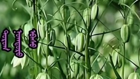 ᠲᠤᠷᠤᠭ ᠨᠤᠭᠲᠤᠷᠤ ᠡᠪᠡᠰᠦТорог ногтруу өвс