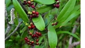 ᠲᠤᠤᠹᠢᠯᠠᠩТуйплан