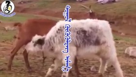 ᠲᠤᠭᠤᠯ ᠭᠦᠬᠦᠭᠦᠯᠳᠡᠭ ᠢᠮᠠᠭ᠎ᠠтугал хөхүүлдэг ямаа