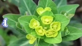 ᠲᠠᠷᠨᠤТарну