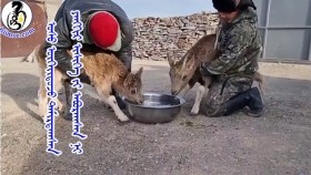  ᠤᠰᠤ ᠦᠭᠡᠢᠳᠡᠵᠦ ᠲᠠᠮᠢᠷᠳᠠᠭᠰᠠᠨ ᠶᠠᠩᠭᠢᠷ ᠢᠰᠢᠭᠡ ᠶᠢ ᠠᠪᠤᠷᠠᠭᠰᠠᠨ ᠨᠢ Усгүйдаж тамирдсан янгир ишгийг аварсан нь