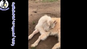 ᠰᠤᠷᠪᠤᠯᠵᠢᠯᠠᠬᠤ ᠪᠠᠭ ᠲᠠᠢ ᠲᠠᠭᠠᠷᠠᠭᠰᠠᠨ ᠢᠰᠢᠭᠡ сурвалжлах багтай таарсан