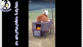 ᠢᠰᠢᠭᠡ ᠮᠢᠨᠢ ᠡ  ᠳᠣᠣᠷ᠎ᠠ ᠠᠴᠠ ᠬᠠᠯᠠᠭᠤᠨ ᠦᠭᠡᠢ ᠦᠦИшиг минь өө доороос халуунгүй үү