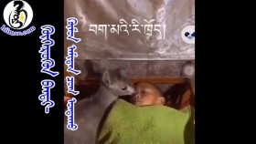 ᠬᠥᠭᠡᠷᠦᠬᠦᠨ ᠲᠥᠪᠡᠳ ᠪᠠᠨᠳᠢ- ᠬᠥᠮᠦᠨ ᠠᠮᠢᠲᠠᠨ ᠴᠣᠭ ᠤᠨᠲᠠᠬᠤХөөрхөн төвд банди-хүн амьтан цог унтах