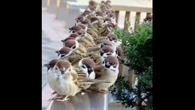 ᠪᠣᠯᠵᠣᠮᠣᠷ ᠊ᠤᠨ ᠡᠵᠢ- ᠷᠢᠨᠴᠢᠨᠨᠢᠮ᠎ᠠ ᠶ᠋ᠢᠨ ᠰᠡᠴᠡᠨᠴᠣᠭᠲᠤБолжморийн ээж-Ринчиннямын СэцнцогтBoljmoriin eej-Rinchinnyamyn Setsntsogt