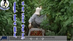 ᠳᠣᠷᠣᠨᠠᠭᠣᠪᠢ ᠠᠢᠮᠠᠭ ᠲᠤ ᠬᠦᠯᠡᠮᠵᠢ ᠶᠢᠨ ᠠᠵᠤ ᠠᠬᠤᠢ ᠡᠷᠬᠢᠯᠡᠭᠴᠢᠳ ᠨᠡᠮᠡᠭᠳᠡᠵᠦ  ᠪᠠᠢᠨ᠎ᠠДорноговь аймагт хүлэмжийн аж ахуй эрхлэгчид нэмэгдэж байна