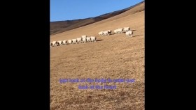 ᠵᠢᠭᠡᠯᠡᠯᠭᠡ-ᠰᠢᠯᠦᠭЗээллэг-Шүлэг