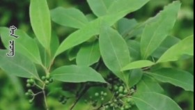ᠬᠤᠨ ᠴᠡᠴᠡᠭХун цэцэг Khun tsetseg