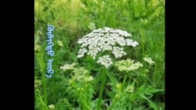ᠬᠥᠰᠢᠭᠲᠦ ᠦᠷ᠎ᠡХөшигт үрKhöshigt ür