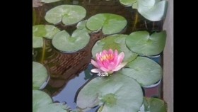 ᠯᠢᠩᠬᠤ᠎ᠠ ᠶ᠋ᠢᠨ ᠦᠷ᠎ᠡЛянхуан үр Lyankhuan ür