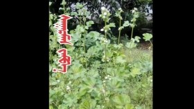 ᠰᠠᠭᠠᠷᠮᠠᠭ ᠵᠠᠮᠪᠠСааармаг жамба Saaarmag jamba
