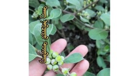 ᠲᠤᠢᠪᠠᠩ ᠤ᠋ᠨ ᠦᠷ᠎ᠡТуйвангийн үрTuivangiin ür