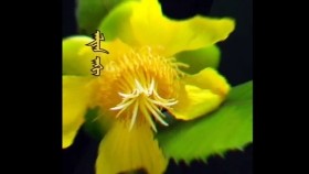 ᠠᠯᠲᠠᠨ ᠠᠭᠢАлтан агиAltan agi