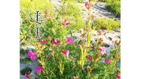ᠤᠯᠠᠭᠠᠨ ᠲᠤᠯᠤᠮ᠎ᠠУлаан туламUlaan tulam