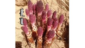 ᠤᠯᠠᠭᠠᠨ ᠭᠣᠶᠣᠣУлаан гоёоUlaan goyoo