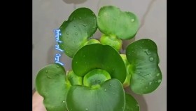 ᠨᠠᠮᠤᠭ ᠤ᠋ᠨ ᠬᠡᠴᠡ ᠴᠡᠴᠡᠭНамгийн хэц цэцэгNamgiin khets tsetseg