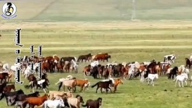 ᠢᠨᠵᠠᠭᠠᠨ ᠵᠣ ᠲᠠᠢ ᠰᠠᠭᠠᠷᠠᠯ -ᠡᠷᠳᠡᠨᠢᠴᠢᠮᠡᠭ Янзаган зоотой саарал-Эрдэнчимгээ