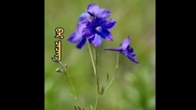ᠪᠠᠷ ᠴᠡᠴᠡᠭБэр цэцэгBer tsetseg
