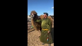 ᠮᠢᠨᠦ ᠬᠥᠭᠡᠷᠦᠬᠦᠨ ᠬᠥᠭᠰᠢᠨ ᠲᠡᠮᠡᠭᠡ Миний хөөрхөн хөгшин тэмээ