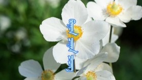 ᠪᠤᠭᠤᠨ ᠴᠠᠭᠠᠨ ᠴᠡᠴᠡᠭБуган цагаан цэцэг Bugan tsagaan tsetseg