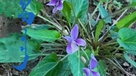 ᠪᠣᠷᠣ ᠨᠢᠯ ᠴᠡᠴᠡᠭБор нил цэцэгBor nil tsetseg