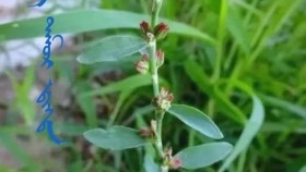 ᠬᠠᠷ᠎ᠠ ᠲᠡᠮᠦᠷ ᠳ᠋ᠢᠭᠳᠡХар дамар дэгдKhar damar degd