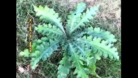 ᠬᠠᠷ᠎ᠠ ᠴᠢᠨᠣ᠎ᠠ ᠶ᠋ᠢᠨ ᠥᠷᠭᠡᠰᠦХар чинийн өргөсKhar chiniin örgös