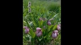 ᠬᠥᠬᠥᠭᠡ ᠡᠪᠡᠰᠦХөхөө өвсKhökhöö övs
