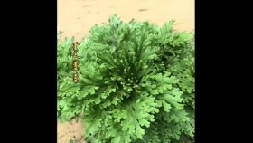 ᠮᠠᠲᠠᠷ ᠤ᠋ᠨ ᠬᠢᠮᠤᠰᠤ ᠡᠪᠡᠰᠦМатрын хумс өвсMatryn khums övs