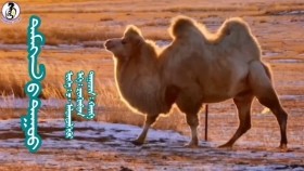 ᠲᠡᠮᠡᠭᠡᠨ ᠦ᠌ ᠳᠠᠭᠤᠤ-ᠬᠠᠢᠷ᠎ᠠ Temeenii duu-KhairТэмээний дуу-Хайр