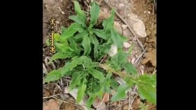ᠰᠢᠷ᠎ᠠ ᠲᠦᠷᠦᠭᠦᠦШар дөрүүShar dörüü