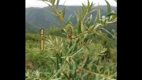 ᠰᠢᠷᠦᠭᠦᠨ ᠣᠷᠲᠤᠤᠵᠠШирүүн ортуузShirüün ortuuz
