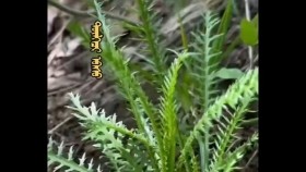 ᠲᠥᠯᠭᠡᠴᠢ ᠡᠪᠡᠰᠦТөлгөч өвсDalan tovch