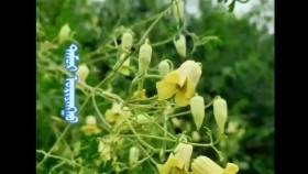 ᠴᠠᠭᠠᠨ ᠲᠡᠮᠦᠷ ᠣᠷᠢᠶᠠᠩᠭᠤЦагаан дамар ороонгоTsagaan damar oroongo