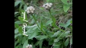 ᠴᠠᠭᠠᠨ ᠬᠦᠵᠢᠯᠡЦагаан хэжлTsagaan khejl