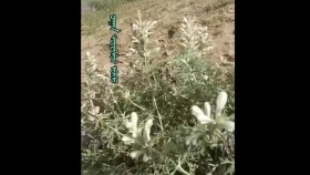 ᠴᠠᠭᠠᠨ ᠳᠥᠷᠪᠡᠯᠵᠢ ᠡᠪᠡᠰᠦЦагаан дөрвөлж өвсTsagaan dörvölj övs