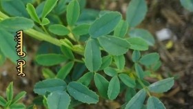 ᠵᠢᠭᠠᠷᠲᠤ ᠬᠦᠵᠢZaart göjЗаарт гөж