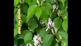 ᠠᠯᠲᠠᠨ ᠮᠥᠩᠭᠥᠨ ᠴᠡᠴᠡᠭAltan möngön tsetsegАлтан мөнгөн цэцэг