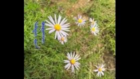 ᠪᠠᠭ᠎ᠠ ᠬᠣᠨᠢᠨ ᠨᠢᠳᠦᠨ ᠴᠡᠴᠡᠭBaga khonin nüden tsetsegБага хонин нүдэн цэцэг