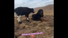 ᠨᠣᠬᠠᠢ ᠶᠡᠬᠡ ᠤᠬᠠᠭᠠᠨᠲᠠᠢ ᠶᠤᠮ Nokhoi ikh ukhaantai yumНохой их ухаантай юм