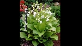 ᠬᠠᠰ ᠬᠠᠳᠬᠤᠭᠤᠷ ᠴᠡᠴᠡᠭKhas khatguur tsetsegХас хатгуур цэцэг