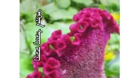 ᠲᠠᠬᠢᠶᠠᠨ ᠰᠡᠴᠢᠭ ᠴᠡᠴᠡᠭTakhian sechig tsetsegТахиан сэчиг цэцэг
