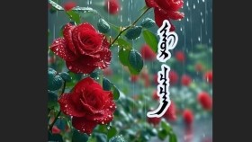ᠵᠠᠮᠤᠷ ᠴᠡᠴᠡᠭZamar tsetsegЗамар цэцэг