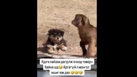 ᠵᠢᠵᠢᠭ ᠠᠮᠢᠲᠠᠳ ᠢᠩᠭᠢᠵᠦ ᠬᠥᠭᠡᠷᠦᠯᠳᠦᠨ᠎ᠡ Jijig amitad ingej khööröldönöЖижиг амьтад ингэж хөөрөлдөнө