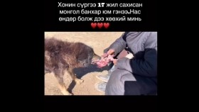 ᠬᠣᠨᠢᠨ ᠰᠦᠷᠦᠭ ᠢ᠋ᠶ᠋ᠡᠨ 17ᠵᠢᠯ ᠰᠠᠬᠢᠭᠰᠠᠨ ᠪᠠᠩᠬᠤᠷХонин сүргээ 17 жил сахисан банхар