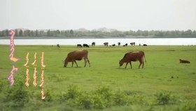 ᠬᠠᠩᠭᠢᠨ ᠮᠢᠨᠢ- ᠲᠤᠶᠠᠭ᠎ᠠ᠂ ᠴᠡᠭᠡᠯ Khangin mini-Tuyaa,TseelХангин минь-Туяа,Цээл