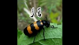 ᠠᠯᠠᠭ ᠪᠠᠮᠪᠤᠤAlag bambuuАлаг бамбуу