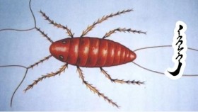 ᠡᠩᠭᠡᠰᠬᠡEngesegЭнгэсэг