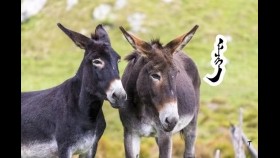 ᠡᠯᠵᠢᠭᠡᠨ ᠴᠢᠰᠤIljgen tsusИлжгэн цус