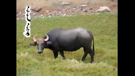 ᠤᠰᠤᠨ ᠦᠬᠡᠷ ᠦ᠋ᠨ ᠡᠪᠡᠷUsan ükhriin everУсан үхрийн эвэр